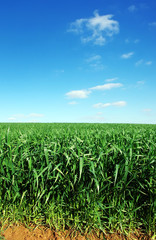 Fototapeta na wymiar agricultural field of green wheat, blue sky