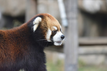 レッサーパンダ