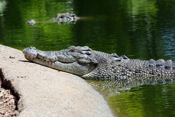Australian salt water crocodile basking with head out of water