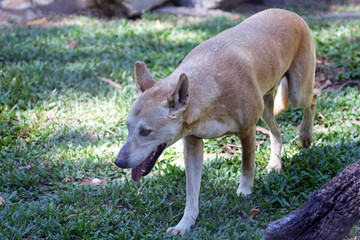 Fototapeta na wymiar prowling Dingo