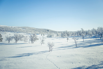 Fototapeta na wymiar A beautiful white landscape of a snowy Norwegian winter day with footprints