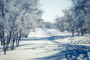 A beautiful white landscape of a snowy Norwegian winter day with footprints