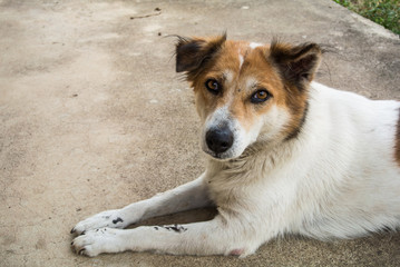 A pet dog who is honest, naughty and cute.