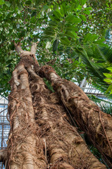Giant ficus tree