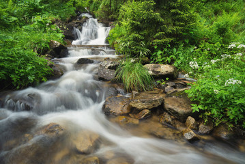 River in the summer forest. Beautiful natural landscape in the summer time