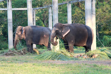 Resting time. Elephants in the stable.