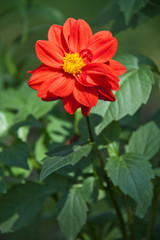 Red Dahlia flower in garden full bloom.