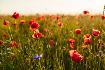Fototapeta na wymiar Beautiful poppy flowers on green field.