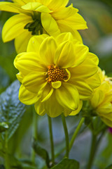 Yellow Dahlia flower in garden full bloom.