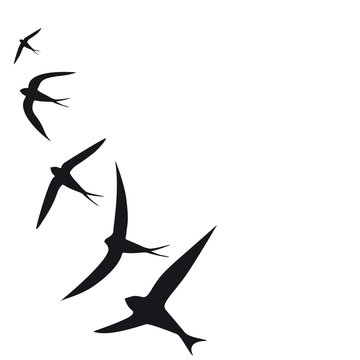 beautiful bird,black silhouette, on a white