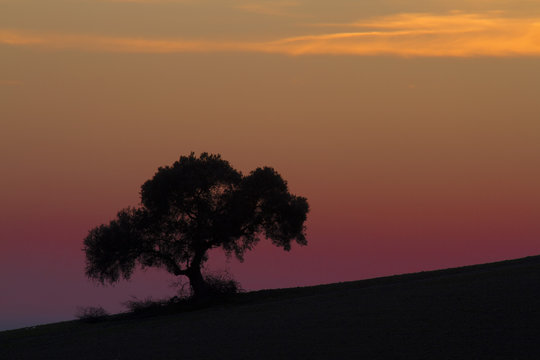 La encina al fin del d&iacute;a en un extraordinario atardecer.