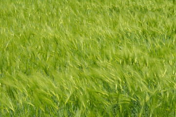Natural background - unripe crops close-up in Ukrainian field at May