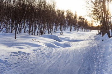 A beautiful white landscape of a snowy Norwegian winter day with tracks for snowmobile or dog sled
