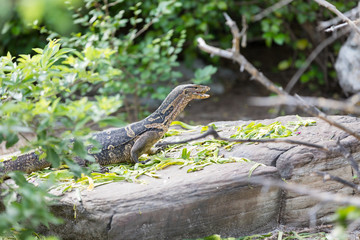 varan with open mouth
