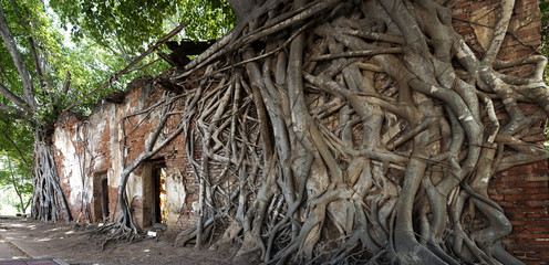 old temple and golden buddha