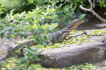 Varan hidden behind the leaves
