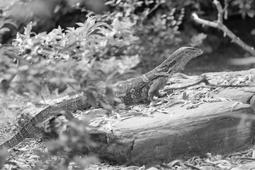 Varan hidden behind the leaves - black and white