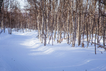 A beautiful white landscape of a snowy Norwegian winter day with tracks for snowmobile or dog sled
