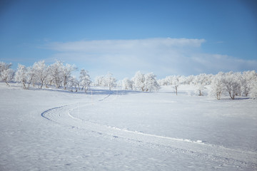 Fototapeta premium A beautiful white landscape of a snowy Norwegian winter day with tracks for snowmobile or dog sled