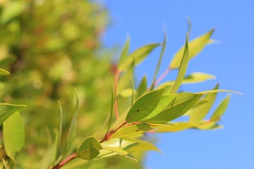 green leaves