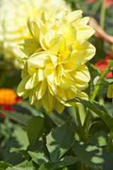 Yellow Dahlia flower in garden full bloom.