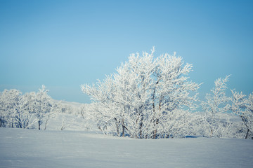 Obraz na płótnie Canvas A beautiful white landscape of a snowy Norwegian winter day