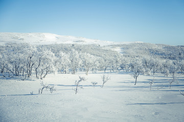Fototapeta na wymiar A beautiful white landscape of a snowy Norwegian winter day
