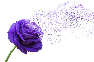 Dispersion effect Purple rose isolate on white background.