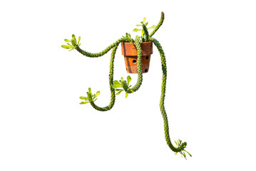 Small green decorative tree isolated white background