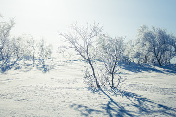 A beautiful white landscape of a snowy Norwegian winter day