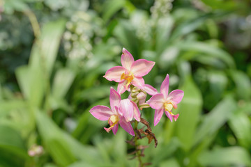 Closeup of flower Orchid