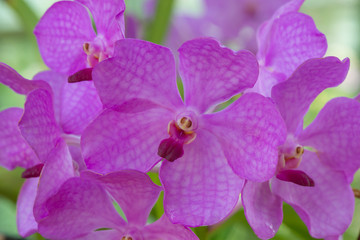 Fototapeta premium Closeup orchid flower in building orchid Royal Ratchaphruek Park in Chiang Mai, Thailand.
