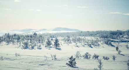 Fototapeta premium A beautiful white landscape of a snowy Norwegian winter day