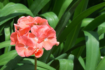 Closeup Clivia flower in garden