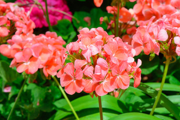 Fototapeta na wymiar Clivia flower in garden