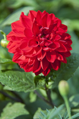 Red Dahlia flower in garden full bloom.