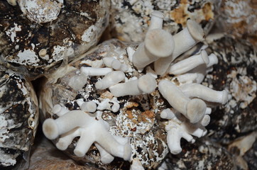 Mushroom cubes at Plant breeding, Mushroom  Cultivation.