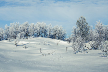 Fototapeta na wymiar A beautiful white landscape of a snowy Norwegian winter day