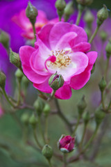 Fototapeta na wymiar Pink garden rose flower blossom