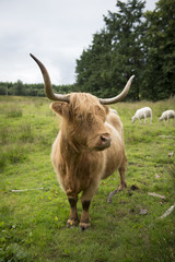 Highland cattle