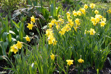 Yellow narcissus flowers.