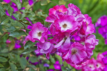 Bush of pink garden roses