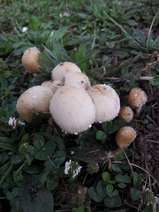 Fairy-ring Mushrooms