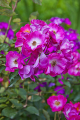 Pink garden rose flowers bush blossom