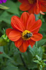 Red Dahlia flower in garden with bee