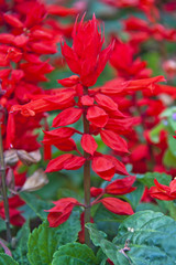 Red salvia blooming