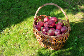 Ripe red apples in a basket on a green lawn