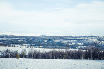 A beautiful forest landscape of a snowy Norwegian winter day