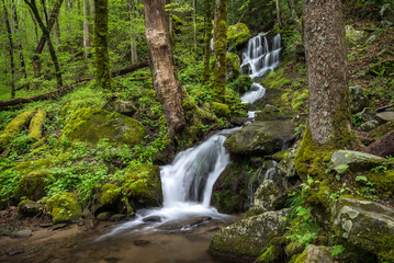 Summer forest and waterfall, Great Smoky Mountains