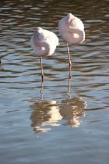 Flamants roses au parc ornithologique, Camargue, France © Aurélie ARIAS